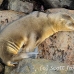 lion_sea_galapagos_san_h_0006_ecu2200.jpg